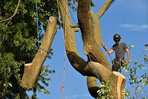 Tree climber performing tree removal Smithville